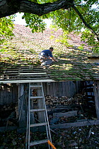 Man repairing the roof of a barn, part of a traditional peasant village economy. Romania, October 2010