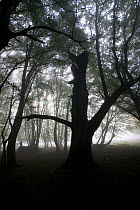 Ancient semi natural woodland in mist with Oak (Quercus sp) and Hornbeam (Carpinus betulus). Romania, October 2010