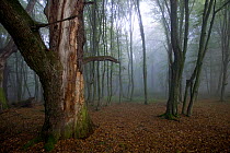 Ancient semi natural woodland in mist with Oak (Quercus sp) and Hornbeam (Carpinus betulus). Romania, October 2010