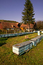 Bee (Apis mellifera) hives in community, part of a peasant economy. Romania, October 2010