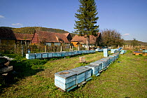 Bee (Apis mellifera) hives in community, part of a peasant economy. Romania, October 2010