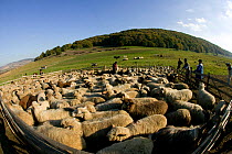 Flock of sheep (Ovis aries) in fold, gathered for marking by community shepherds on steppe as part of a peasant economy. Romania, October 2010