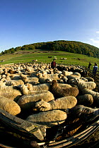 Flock of sheep (Ovis aries) in fold, gathered for marking by community shepherds on steppe as part of a peasant economy. Romania, October 2010