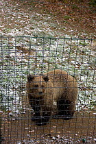 Brown bear (Ursus arctos) in captivity in snow after abuse / trauma following spell as a circus or dancing bear. Rehablitation centre established in 2006 for distressed bears. Romania, October 2010