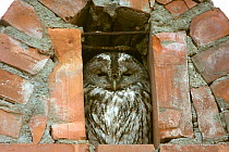 Tawny owl (Strix aluco) roosting in hotel chimney. Romania, October 2010