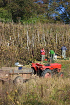 Peasants picking grapes (Vitus sp) in community orchards in traditional landscape rich in wildlife. Romania, October 2010