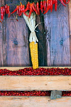 Rosehips (Rosa sp), corn on the cob (Zea mays) and chillies (Capsicum sp), grown for market in small villages. Romania, October 2010