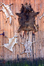 Wild boar (Sus scrofula) and fox (Vulpes vulpes) skins obtained from hunting, hanging on garage door in a village operating on a peasant economy. Romania, October 2010