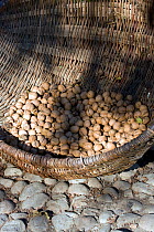 Basket of walnuts (Jugulans regia) collected in traditional peasant community, grown as cash crop. Romania, October 2010