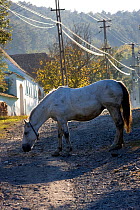 Domestic horse (Equus caballus) in main street of peasant village. Saxon villages, Romania, October 2010