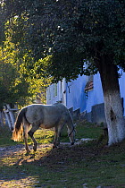 Domestic horse (Equus caballus) grazing in main street of peasant village. Saxon villages, Romania, October 2010
