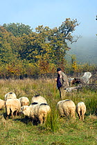 Wood pasture in early morning mist, with shepherd and sheep (Ovis aries). This high quality landscape is preserved by traditional management in a project backed by the NGO AEPT and EEC grants. Briete...