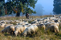 Wood pasture in early morning mist, with shepherd and sheep (Ovis aries). This high quality landscape is preserved by traditional management in a project backed by the NGO AEPT and EEC grants. Briete...