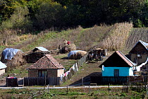 Strip agriculture in Romany village, part of a peasant economy and high quality landscape maintained by NGO ADEPT and EEC grants. Romania, October 2010