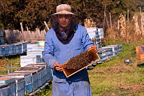 Beekeeper in practical clothing holding a comb of bees (Apis mellifera). Part of a traditional peasant economy and a low key, sustainable way to maintain high quality landscape and wildlife. Romania,...