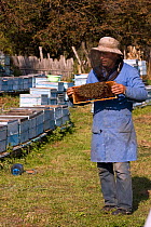 Beekeeper in practical clothing holding a comb of bees (Apis mellifera). Part of a traditional peasant economy and a low key, sustainable way to maintain high quality landscape and wildlife. Romania,...