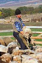 Community shepherd managing flock of sheep (Ovis Aries) on steppe grassland as part of EEC scheme to maintain high quality landscapes in Saxon villages. Romania, October 2010