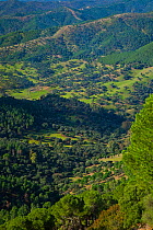 Hilly landscape in Sierra de Cardena y Montoro Natural Park. Andalusia, Spain, Feb 2010