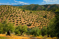Grove of Olive trees (Olea europaea) in Sierra de Cardena y Montoro Natural Park. Andalusia, Spain, Feb 2010