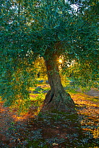Olive tree (Olea europaea) in Sierra de Cardena y Montoro Natural Park. Andalusia, Spain, Feb 2010