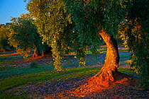 Olive trees (Olea europaea) in Sierra de Cardena y Montoro Natural Park. Andalusia, Spain, Feb 2010