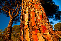 Bark of an Italian stone pine (Pinus pinea) in Sierra de Andujar Natural Park. Andalusia, Spain, Feb 2010