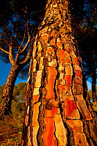 Trunk of an Italian stone pine tree (Pinus pinea) in Sierra de Andujar Natural Park. Andalusia, Spain, Feb 2010