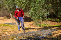 Harvesting olives (Olea europaea) from an olive grove in Sierra de Andujar Natural Park. Andalusia, Spain, Feb 2010