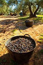 Baskets of harvested olives (Olea europaea) in Sierra de Andujar Natural Park. Andalusia, Spain, Feb 2010