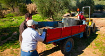Baskets of harvested olives (Olea europaea) being taken away on a trailer in Sierra de Andujar Natural Park. Andalusia, Spain, Feb 2010