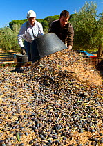 Men tipping out baskets of harvested olives (Olea europaea) in Sierra de Andujar Natural Park. Andalusia, Spain, Feb 2010