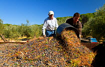 Men tipping out baskets of harvested olives (Olea europaea) in Sierra de Andujar Natural Park. Andalusia, Spain, Feb 2010