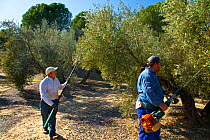 Men harvesting olives (Olea europaea) in Sierra de Andujar Natural Park. Andalusia, Spain, Feb 2010