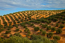 Grove of Olive trees (Olea europaea) in Sierra de Andujar Natural Park. Andalusia, Spain, Feb 2010