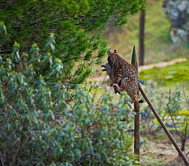 Iberian / Spanish lynx (Lynx pardinus) carrying a rabbit provided as supplementary food in a fenced-off feeding enclosure. Sierra de Andujar Natural Park, Andalusia, Spain, Feb 2010