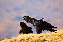 Pair of Thick-billed ravens (Corvus crassirostris) calling. Simien Mountains, Ethiopia, Feb 2010
