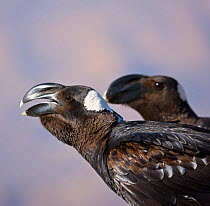 Portrait of two Thick-billed ravens (Corvus crassirostris). Simien Mountains, Ethiopia, Feb 2010