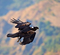 Thick-billed raven (Corvus crassirostris) in flight. Simien Mountains, Ethiopia, Feb 2010