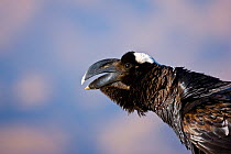 Portrait of a Thick-billed raven (Corvus crassirostris). Simien Mountains, Ethiopia, Feb 2010
