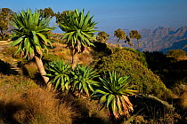 Giant lobelias (Lobelia Rynchopetalum) in the Chennek region, Simien mountains, Ethiopia, Feb 2010