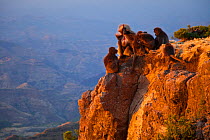 Group of Gelada baboons (Theropithecus gelada) on a rocky outcrop. Simien Mountains, Ethiopia, Feb 2010