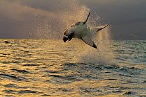 Great white shark (Carcharodon carcharias) leaping out of the for cloth bait. False Bay, South Africa, July 2010