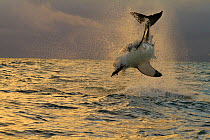 Great white shark (Carcharodon carcharias) leaping out of the water for cloth bait. False Bay, South Africa, July 2010
