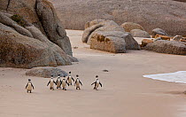 Group of African / Black-footed penguins on a beach. Cape Town, South Africa, July 2010