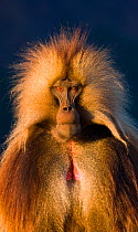 Male Gelada baboon (Theropithecus gelada). Simien Mountains, Ethiopia, Feb 2010