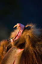 Male Gelada baboon (Theropithecus gelada) yawning. Simien Mountains, Ethiopia, Feb 2010