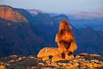Female Gelada baboon (Theropithecus gelada) sitting on a rock. Simien Mountains, Ethiopia, Feb 2010