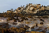 Cape / South African fur seal (Arctocephalus pusillus pusillus) population on Seal Island. False Bay, South Africa, July 2010