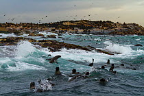 Cape / South African fur seals (Arctocephalus pusillus pusillus) swimming, with Seal Island in the background. False Bay, South Africa, July 2010