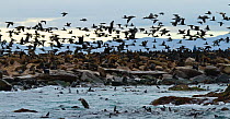 Cape Cormorants (Phalacrocorax capensis) in flight over Seal Island, with Cape / South African fur seals (Arctocephalus pusillus pusillus) in the water below. South Africa, July 2010